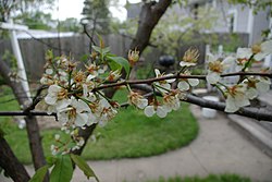 Prunus americana.jpg