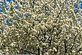 * Nomination A blossoming sweet cherry tree, Prunus avium L., Hohenwettersbach, Karlsruhe --Llez 05:48, 25 June 2020 (UTC) * Promotion  Support Good quality. --XRay 06:00, 25 June 2020 (UTC)