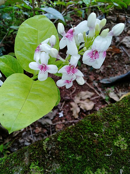 File:Pseuderanthemum reticulatum vijayanrajapuram 02.jpg