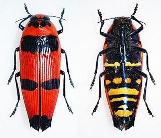 <i>Pseudhyperantha</i> Genus of beetles