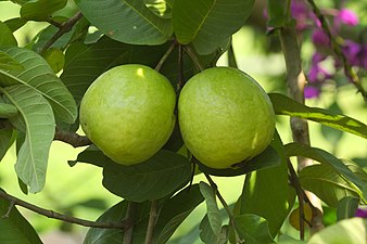 Common Guava (Psidium guajava)