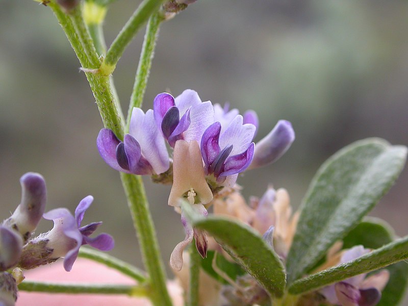 File:Psoralidium lanceolatum (Psoralea lanceolata) (3714404645).jpg