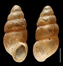 Pupoides nitidulus MHNG-MOLL-25725 plaka (kırpılmış) .jpg