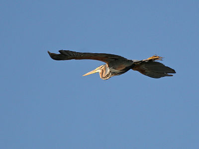 A purple heron in flight (South Africa).