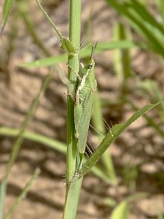 Pyrgomorphinae subfamily of insects