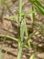 Pyrgomorpha cognata female2.jpg