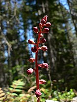 Wintergrün (englisch Pink wintergreen) in der William O. Douglas Wilderness