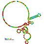 Thumbnail for 5.8S ribosomal RNA