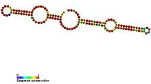 Example of a H/ACA box snoRNA secondary structure taken from the Rfam database. This example is SNORA69 (RF00265). RF00265.jpg