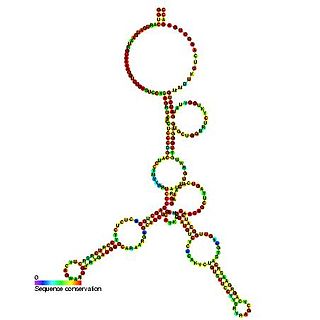 <span class="mw-page-title-main">Small Cajal body specific RNA 6</span>