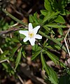 šumska sasa, iliti šumska breberina (Anemone nemorosa)