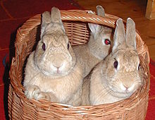 Rabbits 3 Jun 2003.jpg