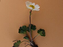 Ranunculus alpestris a4.JPG