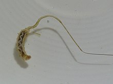 Rat-tailed maggot Rattenschwanzlarve 1.jpg