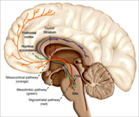 Social connection activates the reward system of the brain. Recolored Overview of reward structures in the human brain2.png