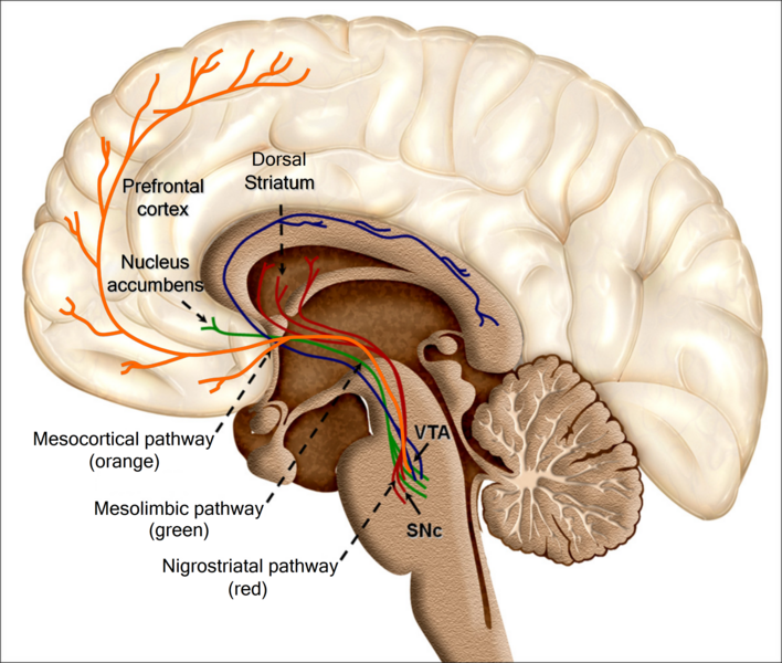 File:Recolored Overview of reward structures in the human brain2.png