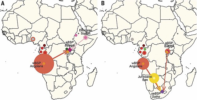 Reconstructing the dispersal of Bantu-speaking populations.