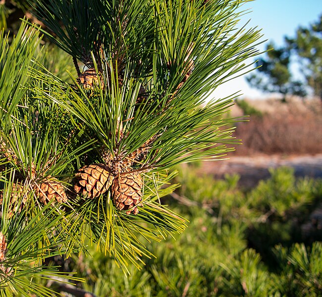 File:Red pine cones (52371).jpg