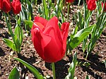Red tulip.jpg