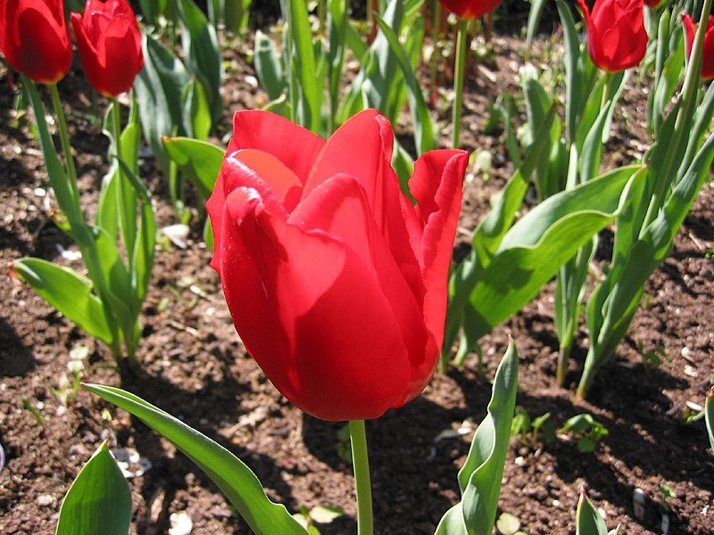 File:Red tulip.jpg