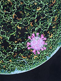 Respiratory droplet with SARS-CoV-2 by David Goodsell