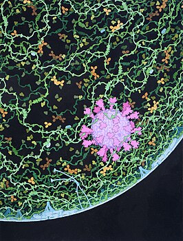 Cross section through a small respiratory droplet, like the ones that are thought to transmit SARS-CoV-2. DavidGoodsell 2.89, SD 3.89