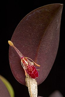 Restrepia muscifera 2.jpg