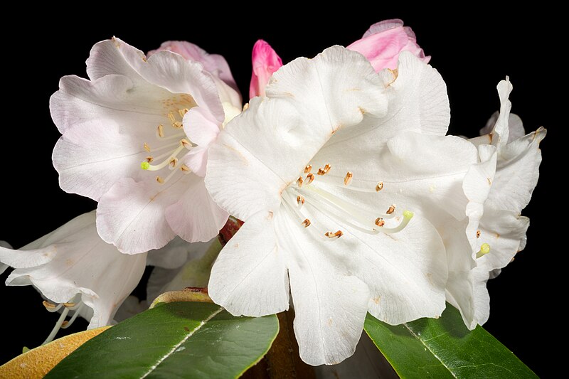File:Rhododendron bureavii 'Lem 4322' Franch.- Bull. Soc. Bot. France 34- 281 (1887). 20230417 214938.jpg