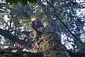 Trunk of Rimu in habitat with Astelia spp. epiphytes, Opua, New Zealand