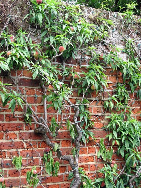 File:Ripe peaches - geograph.org.uk - 882396.jpg