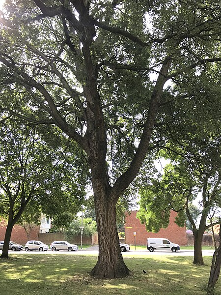 File:Roehampton Lucombe Oak (5).jpg