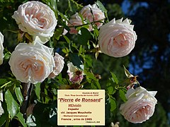 Category:Rosa 'Pierre de Ronsard' - Wikimedia Commons