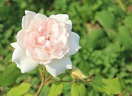 'Dove', Austin 1984 'Wife of Bath' × seedling of 'Schneewittchen'