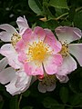 Rosa 'Ella Elisabeth'