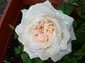 Rosa blanca