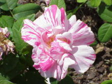 Rosa mundi