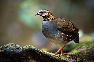 <span class="mw-page-title-main">Rufous-throated partridge</span> Species of bird