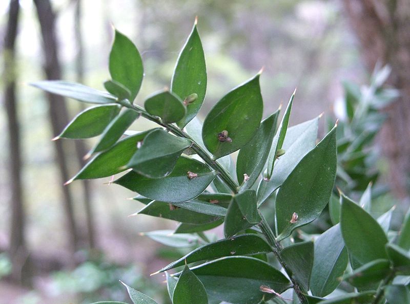 File:Ruscus aculeatus3.jpg