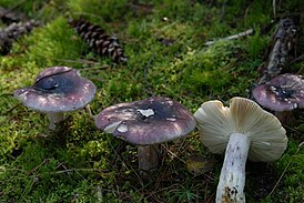 Russula blauw-geel