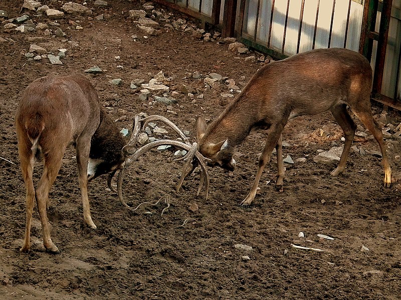 File:SAIGON ZOO SAIGON HO CHI MINH VIETNAM JAN 2012 (6820368002).jpg