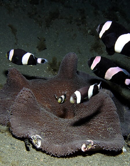 Saddleback anemonefish.jpg