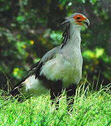 A secretary bird, one of the many birds featured at the zoo