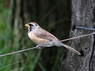 <span class="mw-page-title-main">Many-colored Chaco finch</span> Species of bird