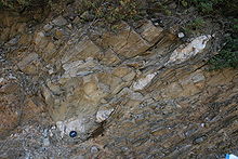 Boudinaged quartz vein within blueschist, Samos, Greece. Samos boudins.JPG