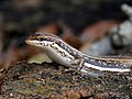 * Nomination A Sand Lizard (Lacerta agilis), on Portland Bill, UK. --Prosthetic Head 15:44, 8 January 2018 (UTC) * Promotion Good quality. --Basotxerri 16:07, 8 January 2018 (UTC)