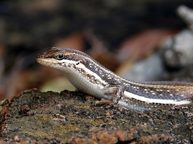 File:Sand Lizard Portland Bill.jpg