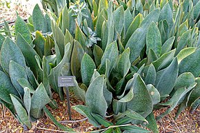 Descripción de la imagen Sansevieria masoniana - Mounts Botanical Garden - Palm Beach County, Florida - DSC03644.jpg.