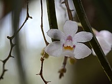 Sarcochilus hillii.jpg