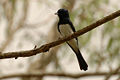 Satin flycatcher