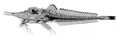 Satyrichthys serrulatus.jpg